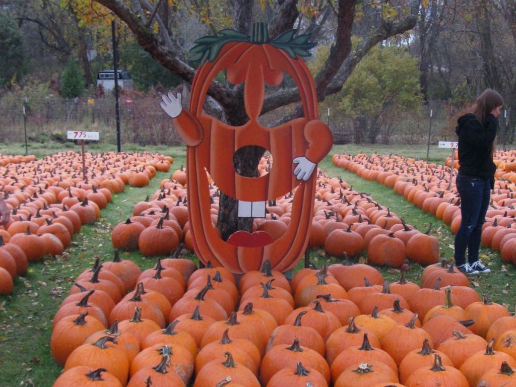 Meadowbrook Pumpkin Farm Meadowbrook Pumpkin Farm